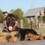 german-shepherd-india-premiumdoggies-12